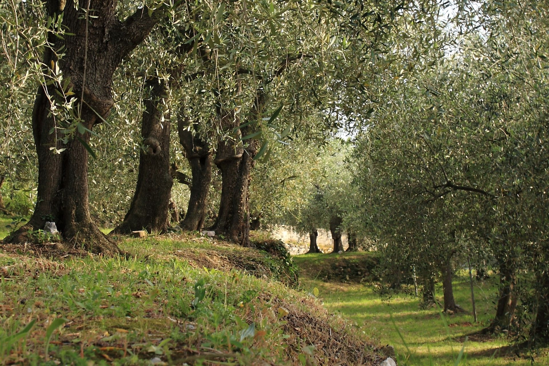 Camminate tra gli olivi nella Valdichiana Senese